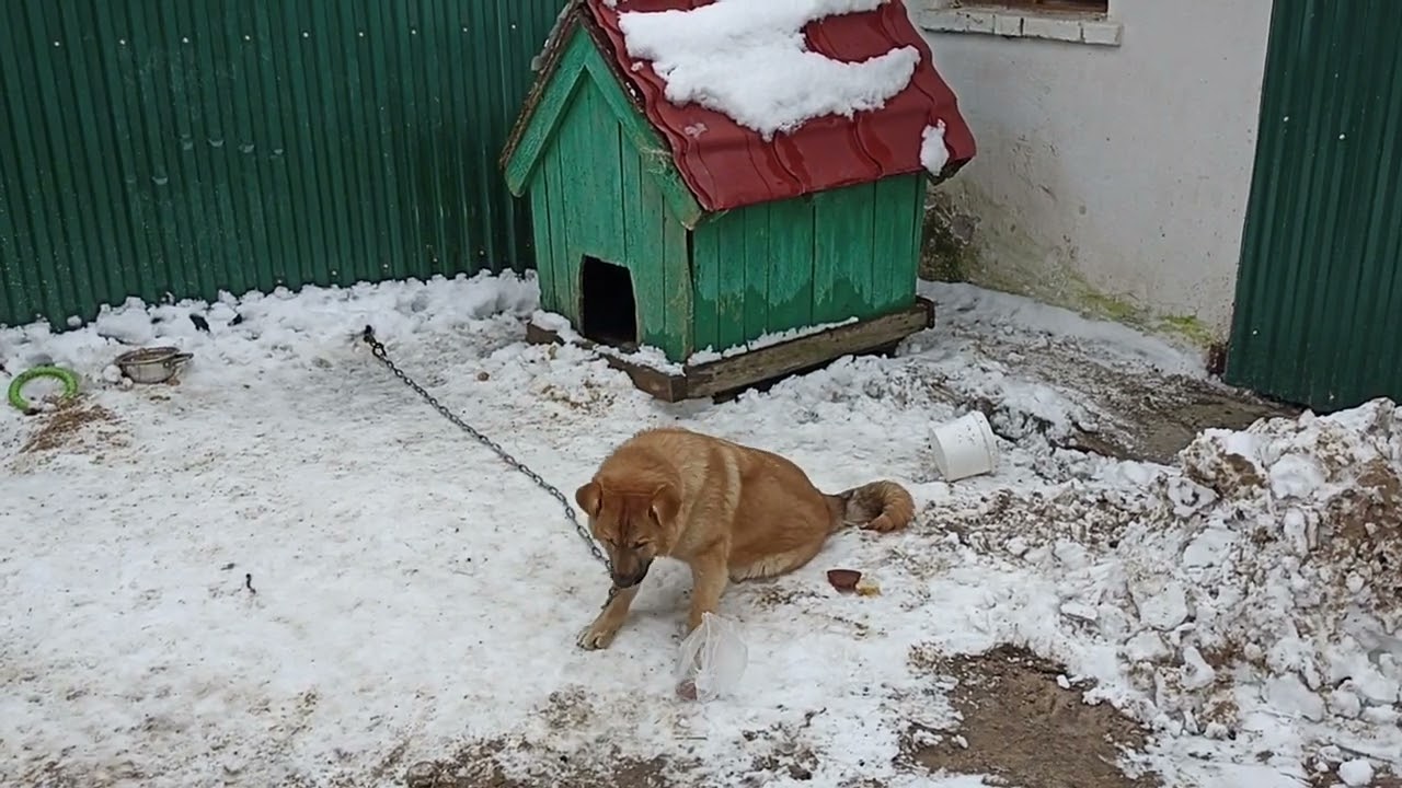 Собачка Тарзан