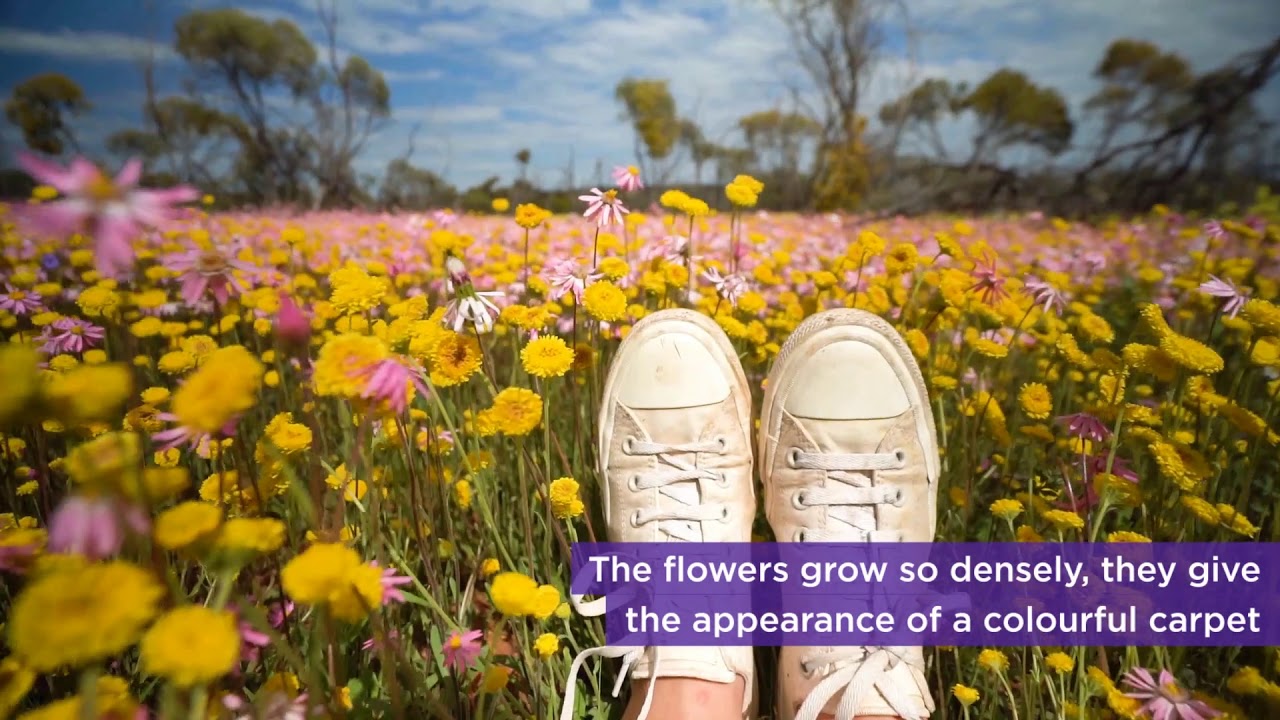Wild Flowers