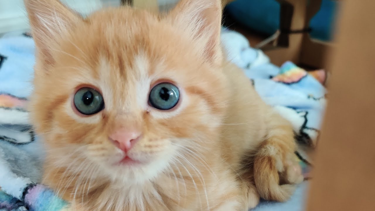 Hey It's Kittens! 2020-07-23