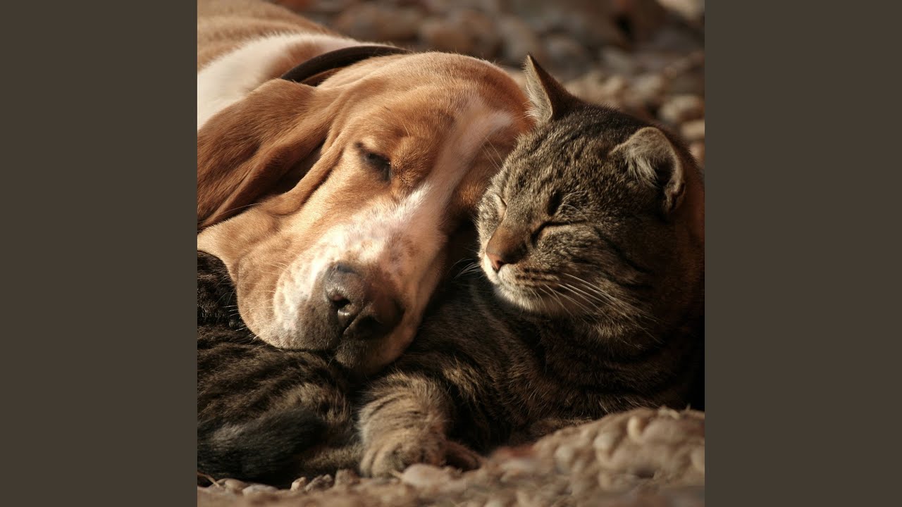 Peaceful Paws in Harmony