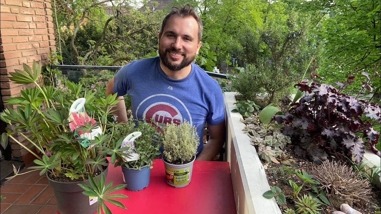 Pollinator-Friendly Plants for the Balcony 🐝