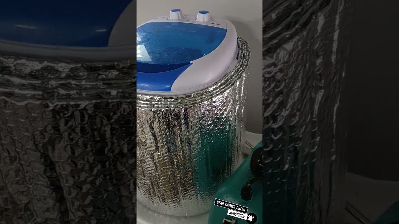Wash Time!!! Fresh Frozen Paradise Pine F1 from Huckleberry Hill Farms 