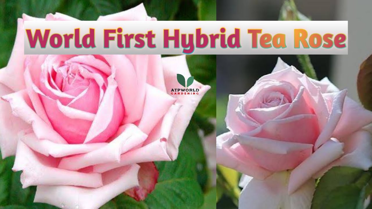 World First Hybrid Tea Rose La France 