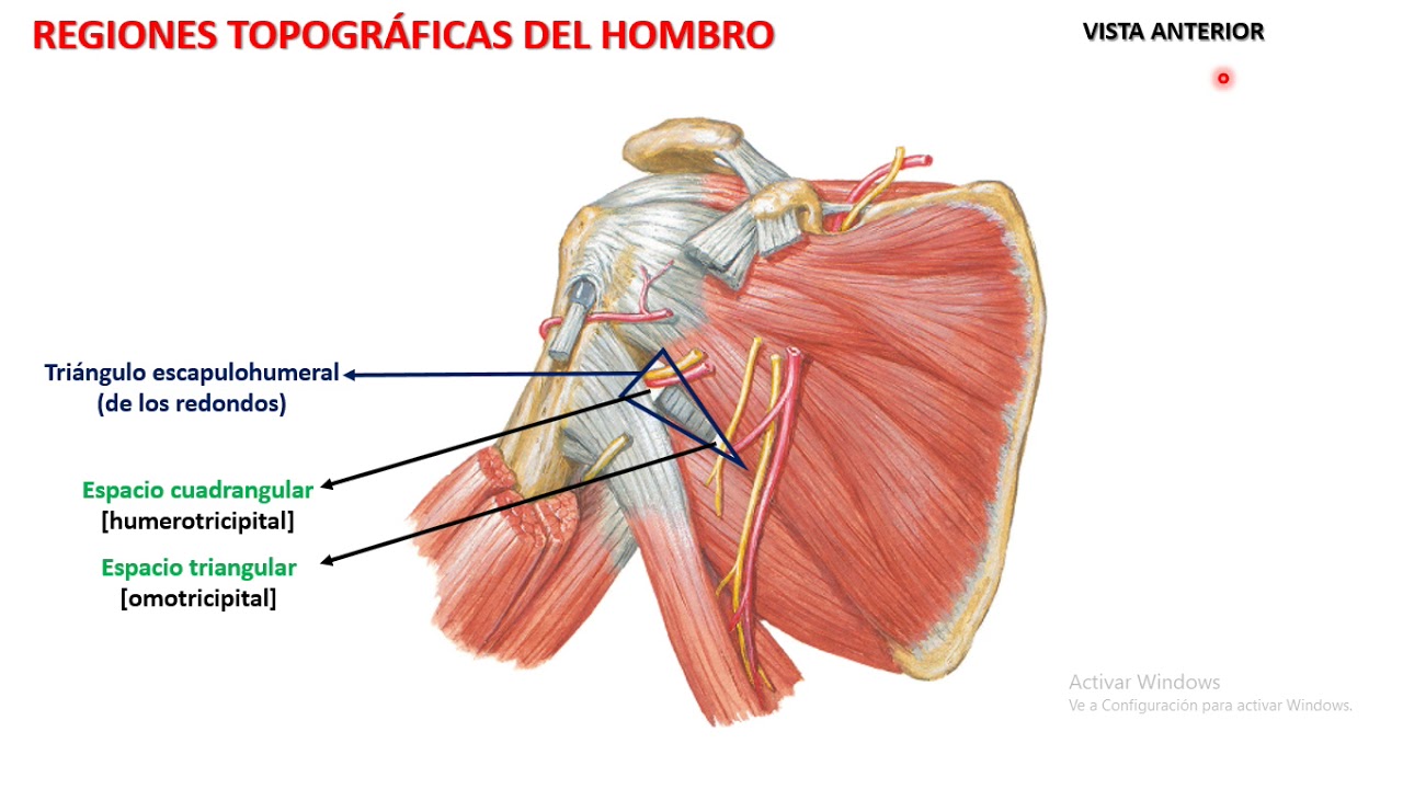 Topografía del hombro