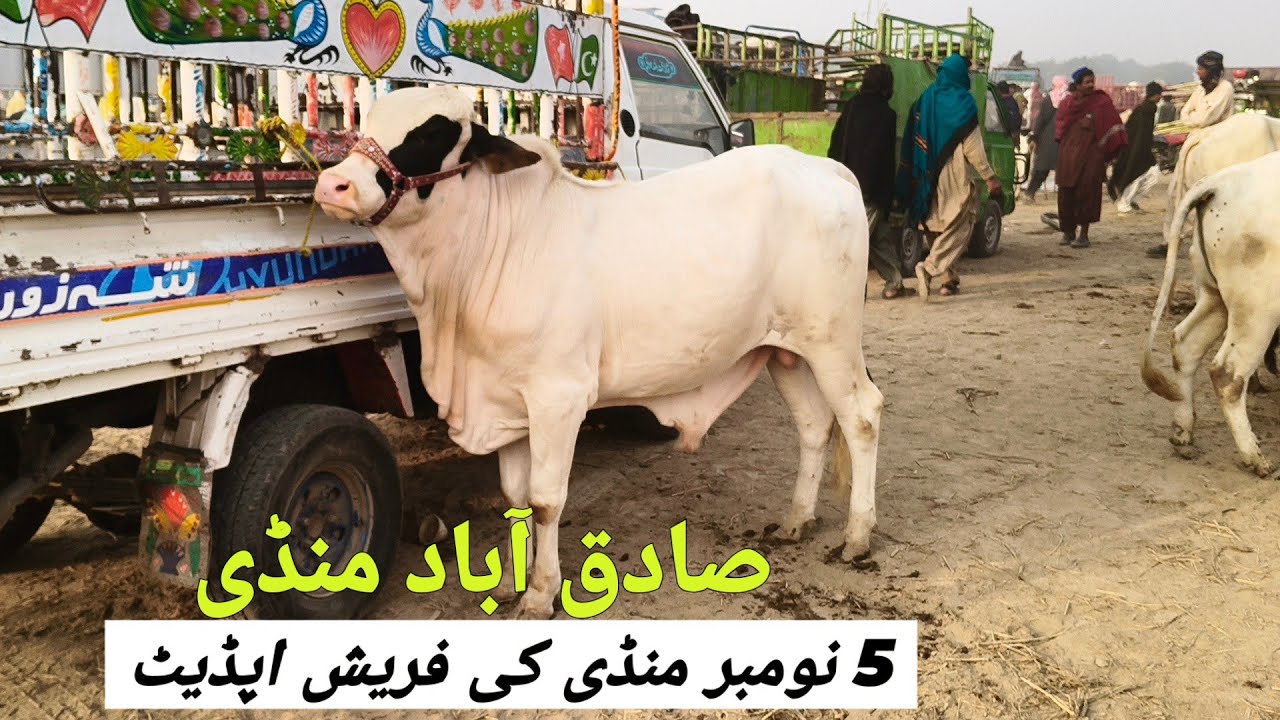 Sadiqabad Mandi 5 November Frish Update | @MandiBoy8080 | Zeeshan khan 