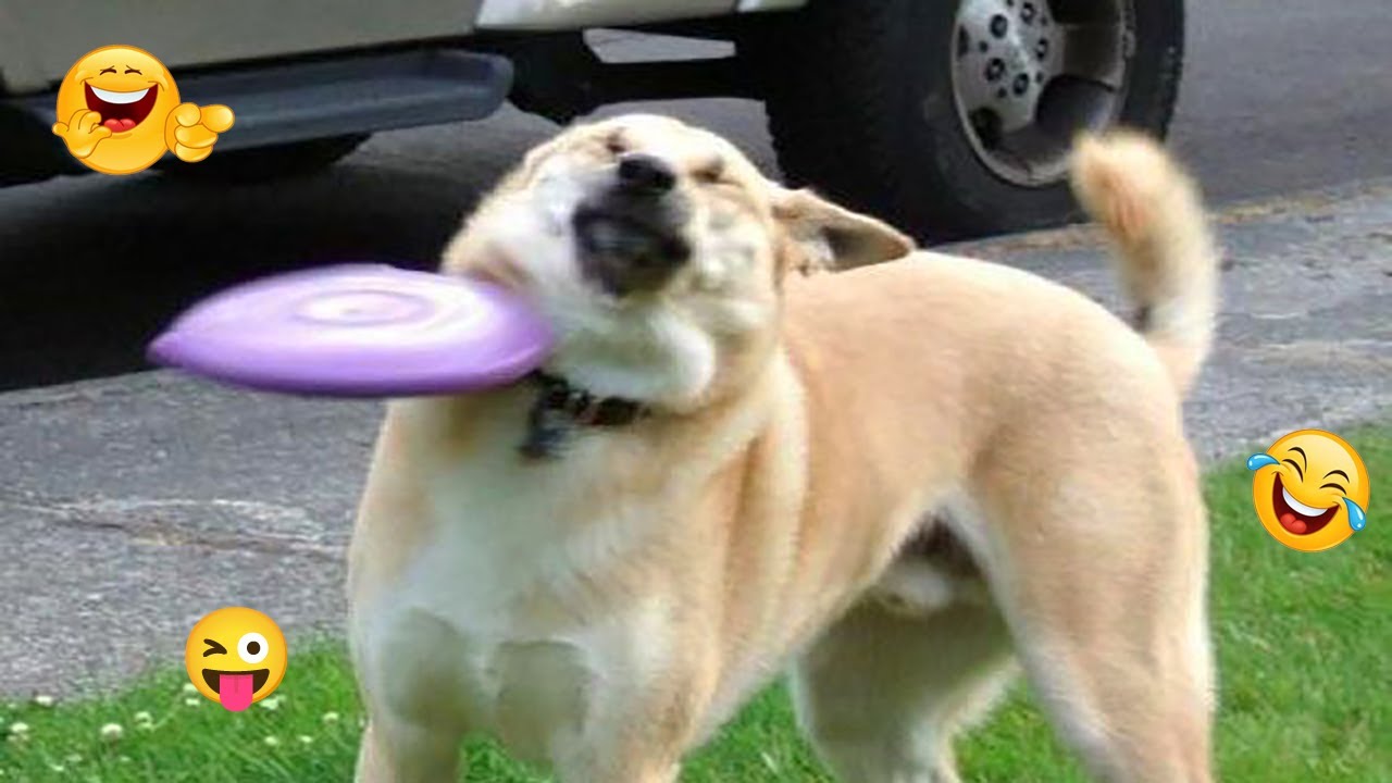 I Can’t Stop Laughing at These Hilarious Dogs 😂 Funny Dog Moments 2025 #17