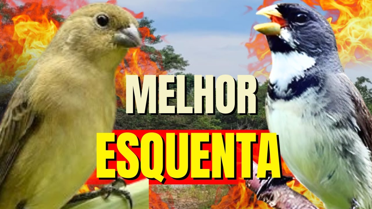 ESQUENTE SEU COLEIRO TUÍ TUÍ COM COLEIRO TUÍ-TUÍ E FÊMEA CHAMANDO PARA ESQUENTAR COLEIRO TUÍ-TUÍ