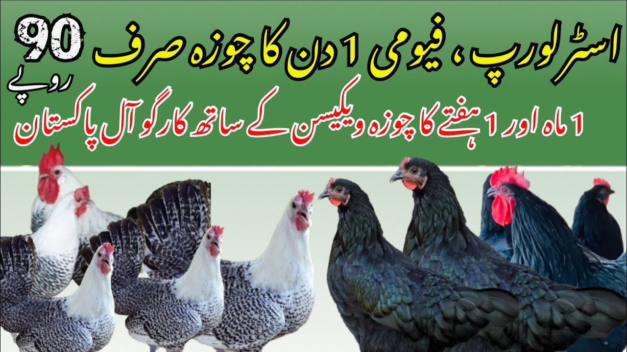 Black Australorp & Pure Egyptian Fayoumi | Strong & Productive Chicks