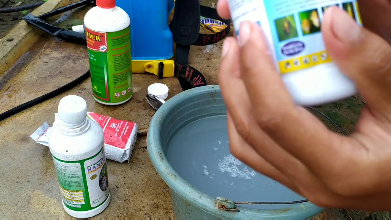 Semprot kutu kebul di jamin langsung mati | petani asik
