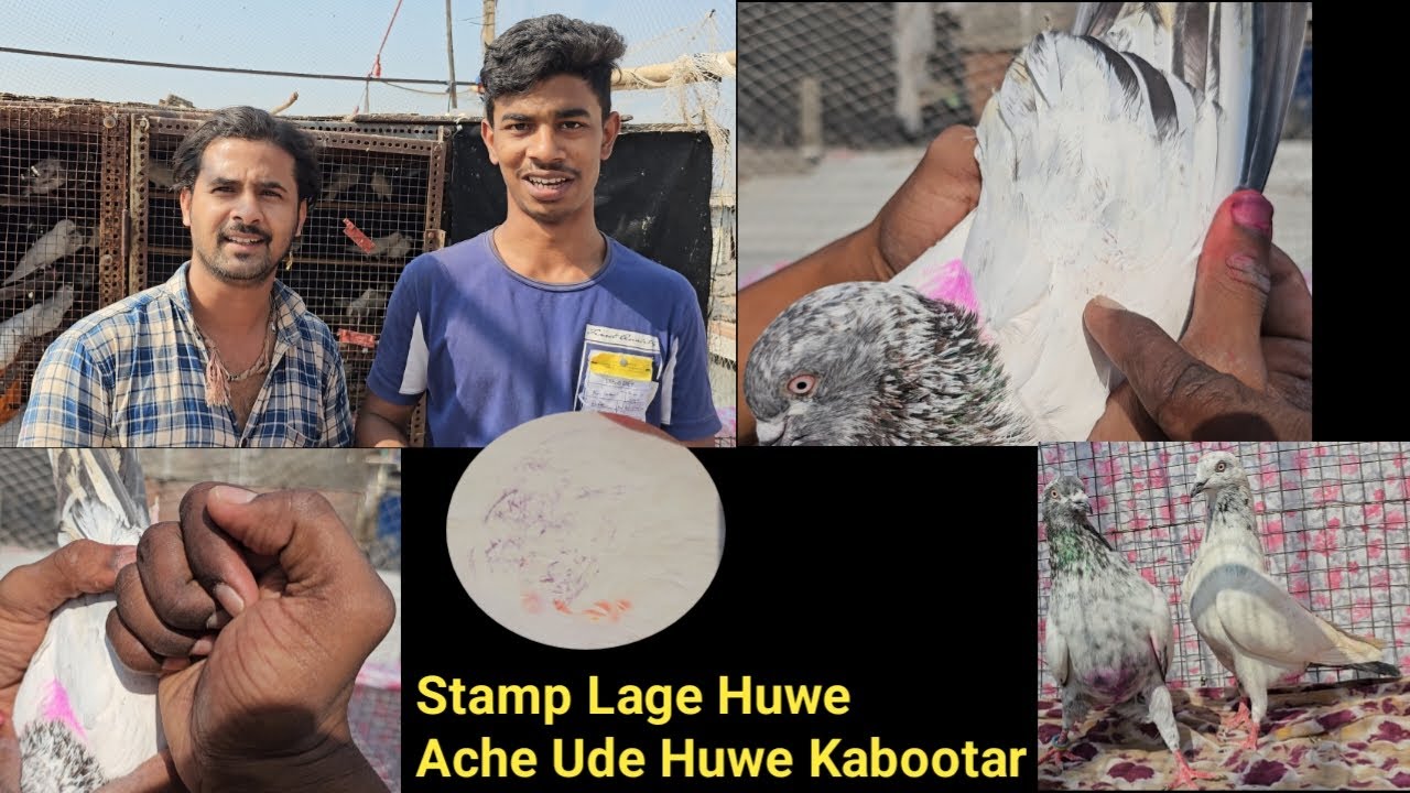 Stamp Lage Huwe Kabootar Tournament Me Ude Huwe Kabootar Lekar Aaye .. SHA Pigeon Loft. Mumbai.
