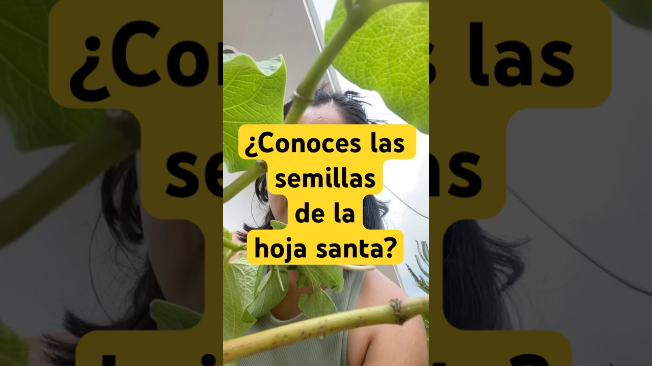 Estas son las semillas de la hoja santa por si quieres propagar 