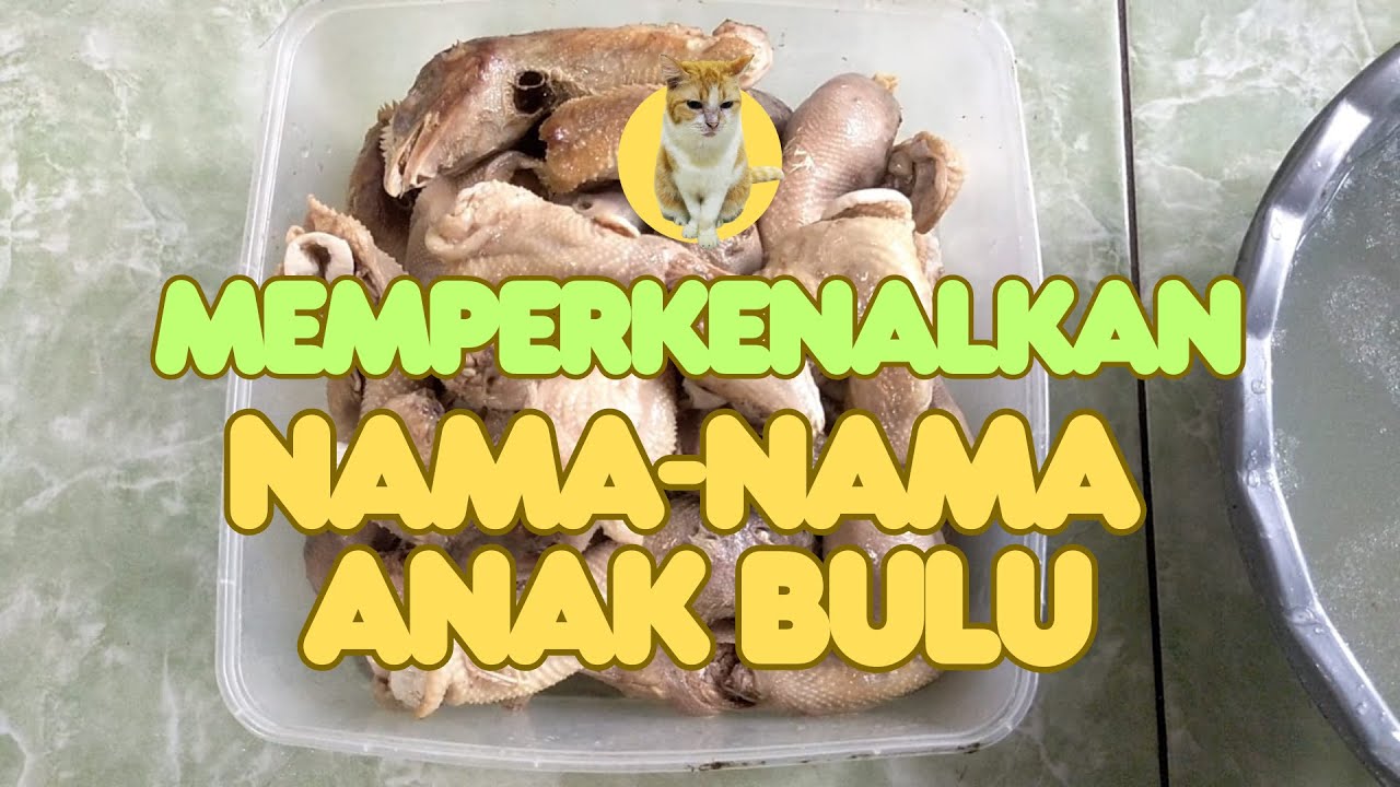 Memperkenalkan nama-nama anak bulu 