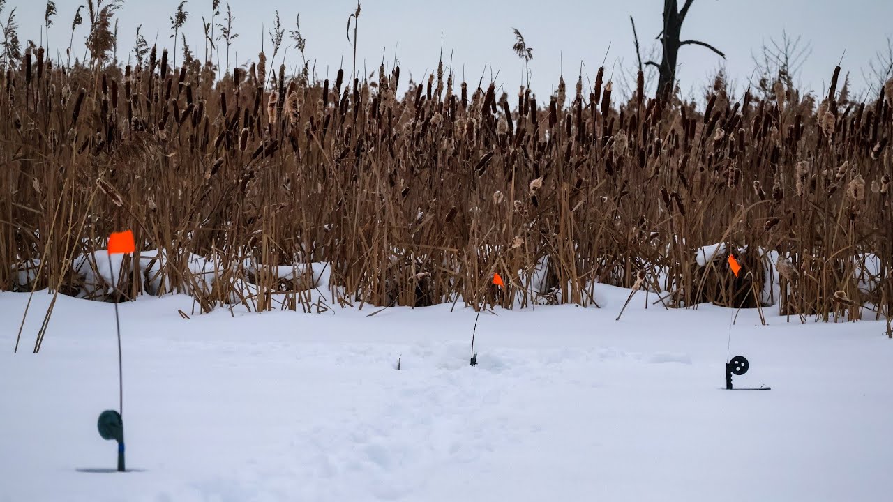 Розставив жерлиці на Болотнього карася і приготував їжу на Вільхових дровах.Наївся і Набігався