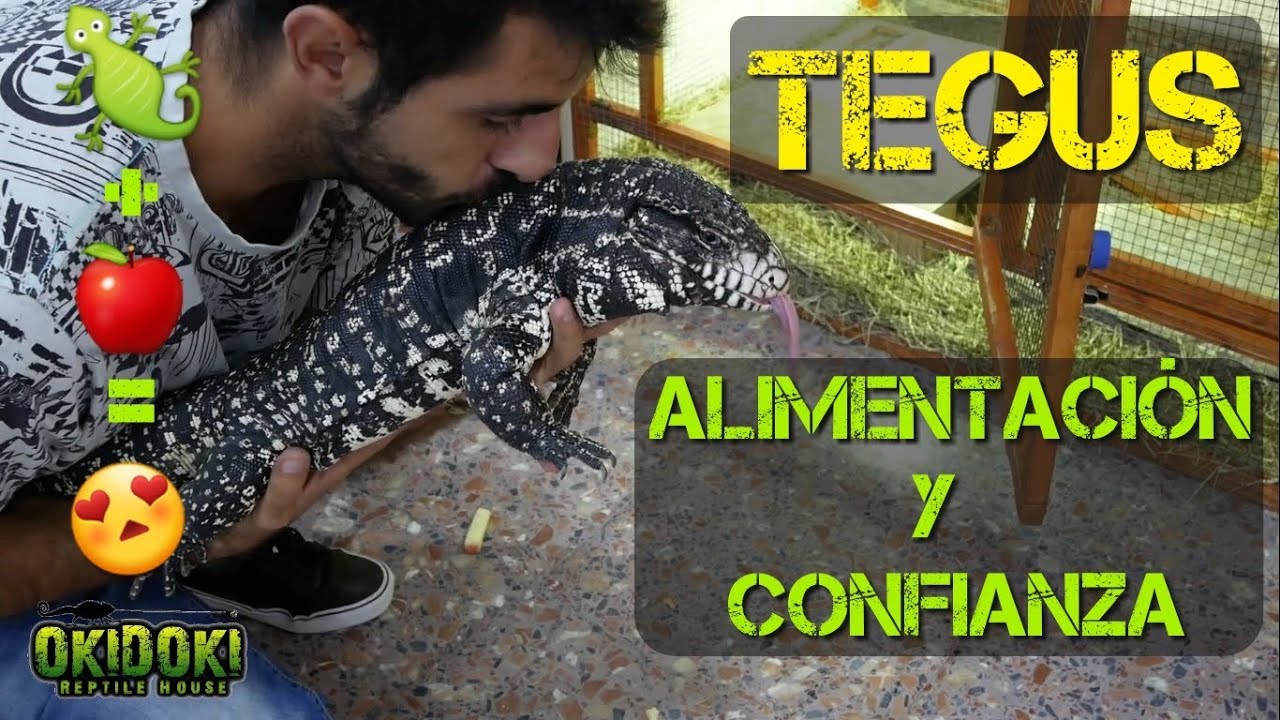 Tegu: Alimentación y Confianza  I 🍖🍎🥚🦎🤟 Tupinambis Merianae y Rufescens