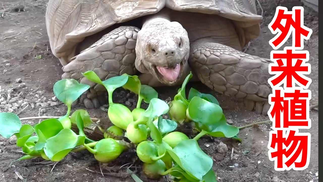 日本の川で大繁殖する外来植物ホテイアオイを乱獲してカメに与えてみた