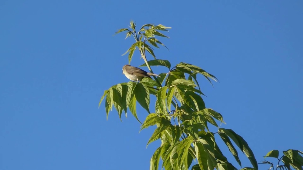 Greenish Warbler / Phylloscopus trochiloides (Białystok, Podlasie, Poland, May 2018))