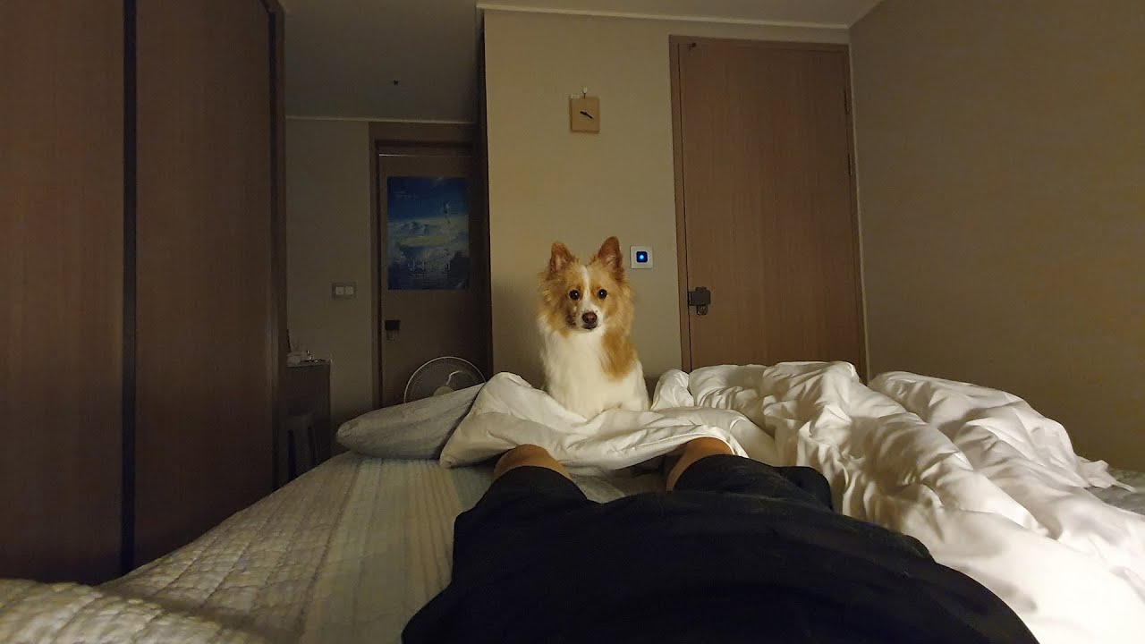 잘때 애착인형이 없자 불안해하는 강아지.. ㅠㅠㅠ