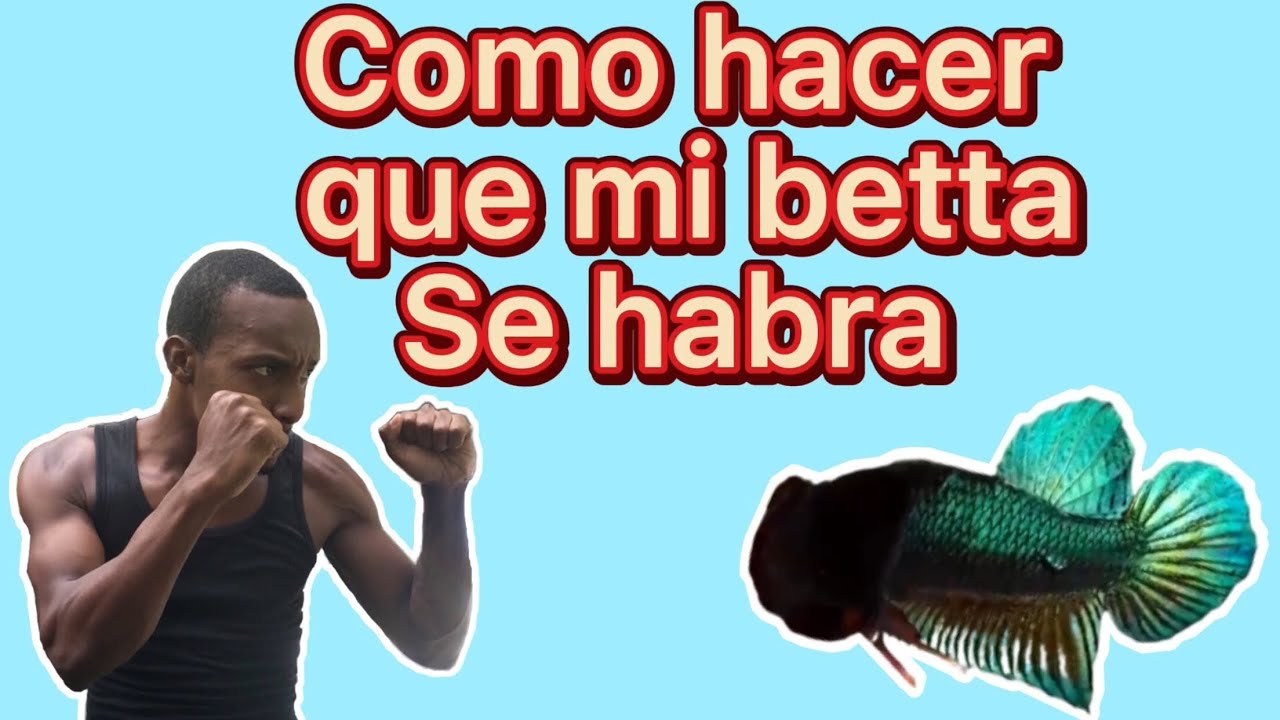 Como hacer que mi pez betta se cuadré