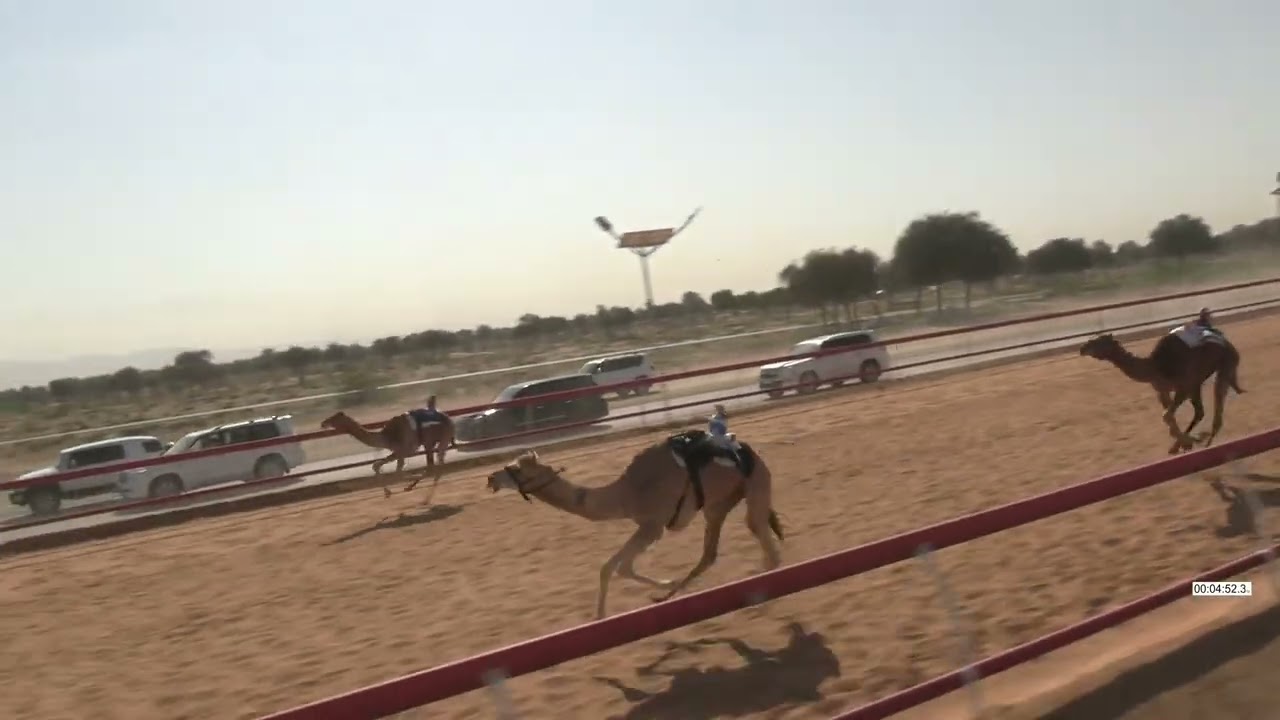 R23  14 2 2026L الشوط (23) الشويمه للسيد / محمد صالح مجرن العامري