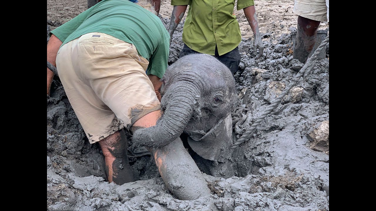 Baby elephants rescued from mud