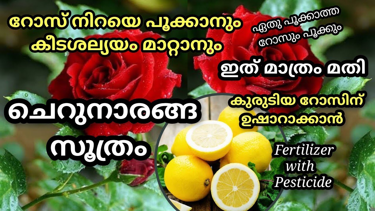 Magic Homemade Fertilizer with pesticides For Rose plants/ മുറ്റം നിറയെ പൂവിരിയാൻ ചെറുനാരങ്ങ സൂത്രം