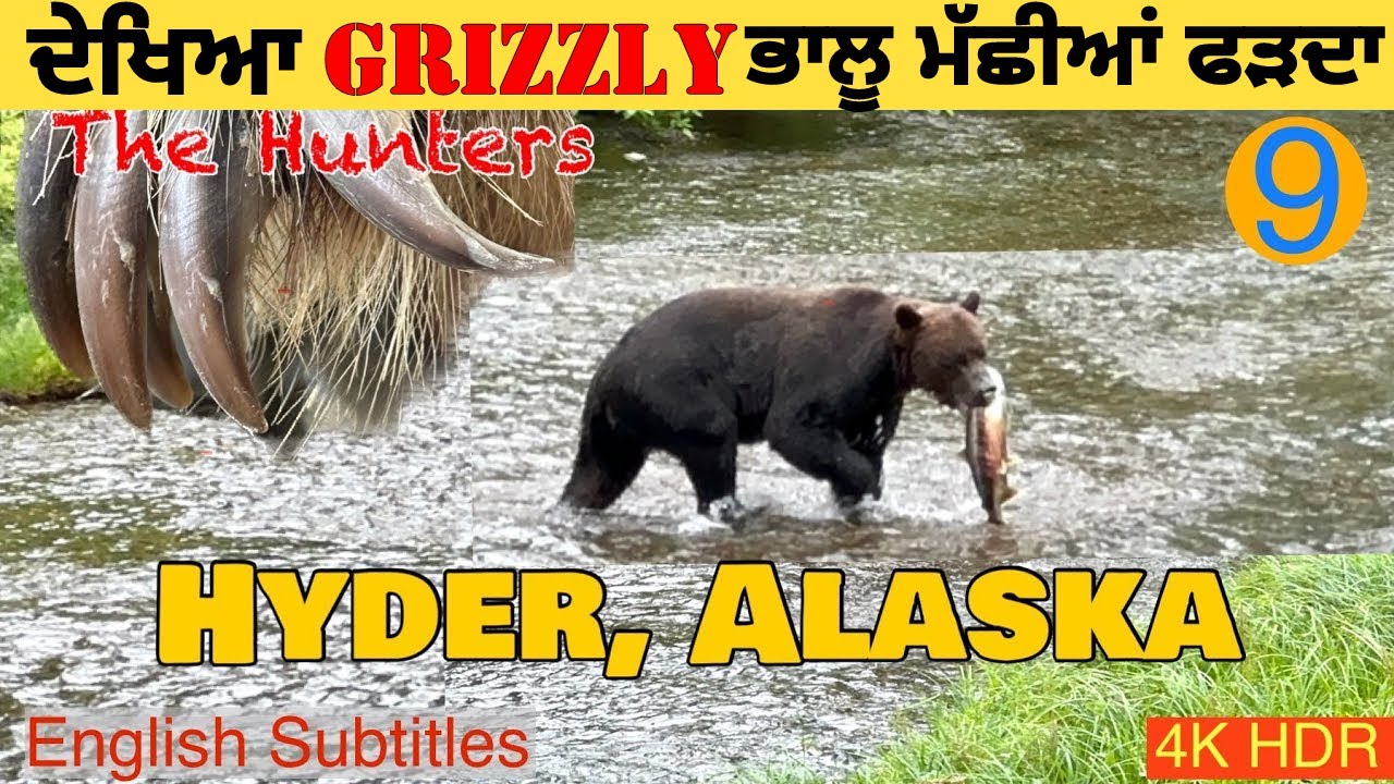 10 ਫੁੱਟ ਤੋਂ ਦੇਖਿਆ ਭਾਲੂ ਮੱਛੀਆਂ ਫੜਦਾ Grizzly Bears Catching Salmon in Hyder, Alaska- Stewart BC