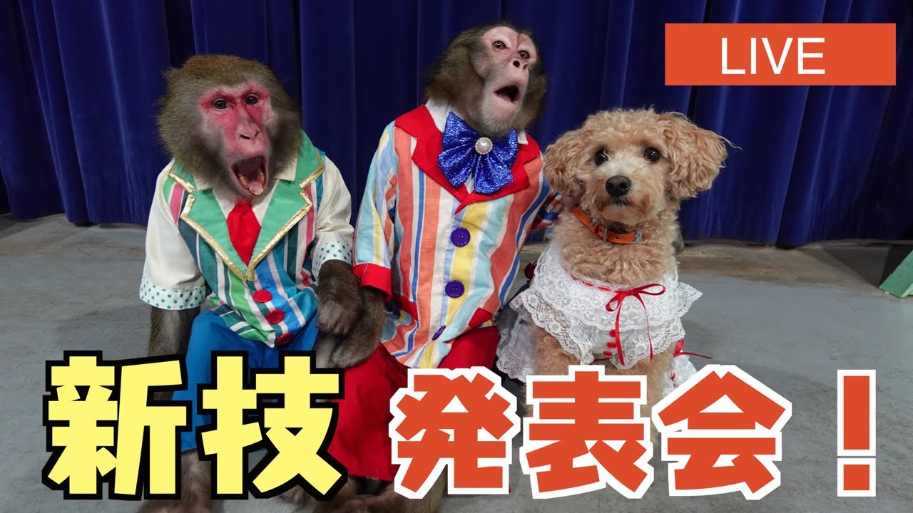 緊張でハゲそうだったイベント…新技を生挑戦します！