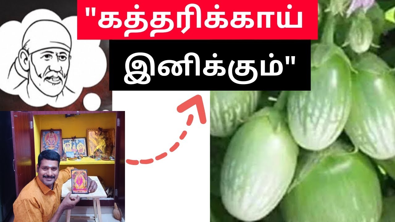  Sai baba spiritual - கத்தரிக்காய் இனிக்கும்