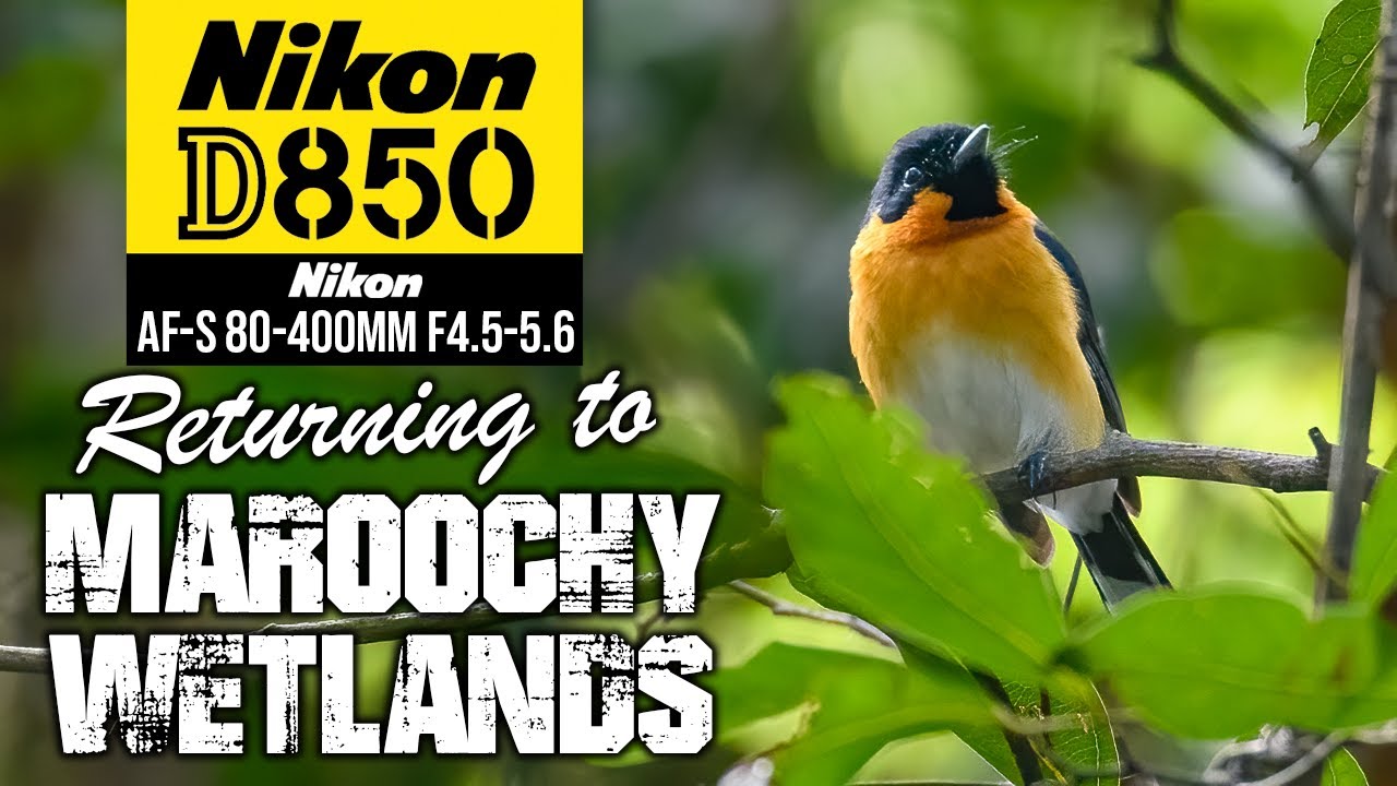 Nikon D850 + Nikon AF-S 80-400mm | Returning To Maroochy Wetlands
