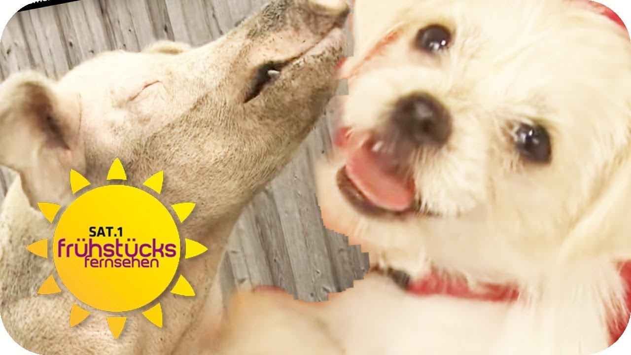 Letzte Rettung Tierheim Berlin! | SAT.1 Frühstücksfernsehen