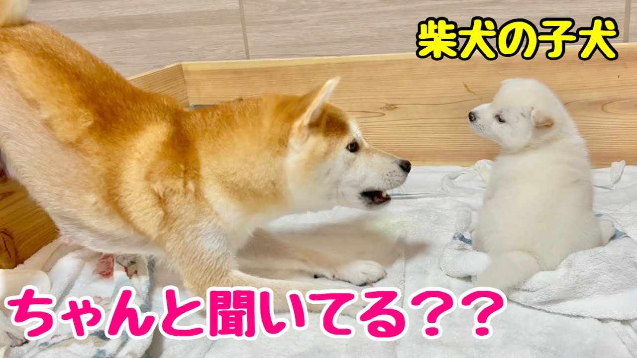 【柴犬 子犬】母犬に小言を言われても面倒くさそうに対応するようになった子犬