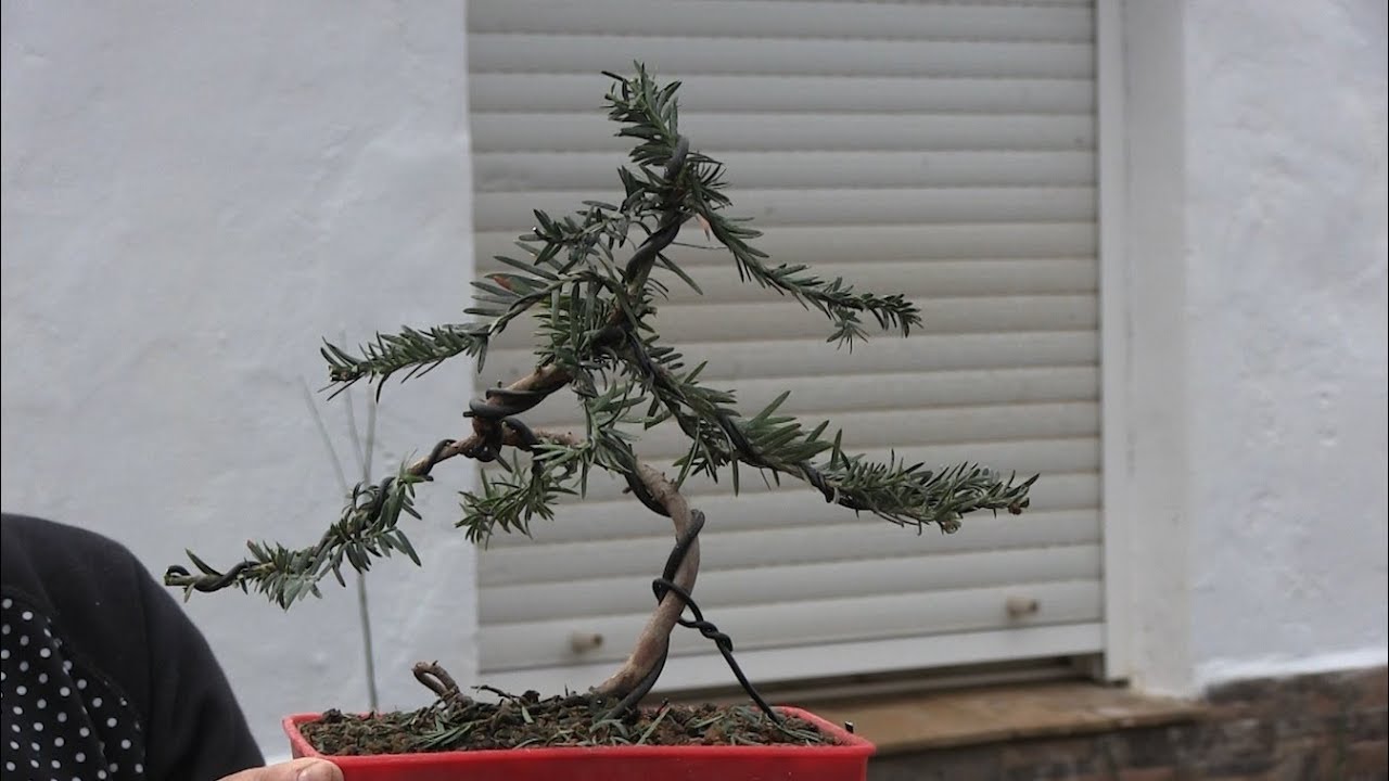 Bonsai Zero Tejo 2017