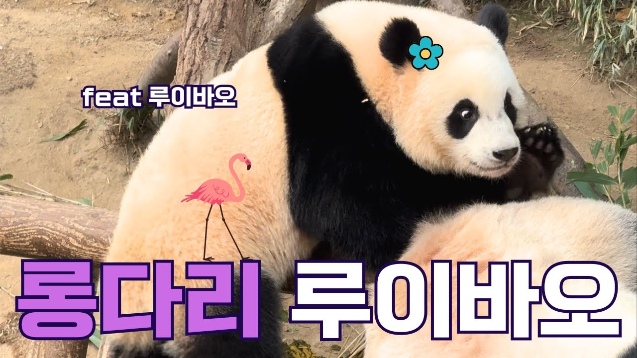 롱다리 루이바오 (ft. 루이바오) | 바오리듬