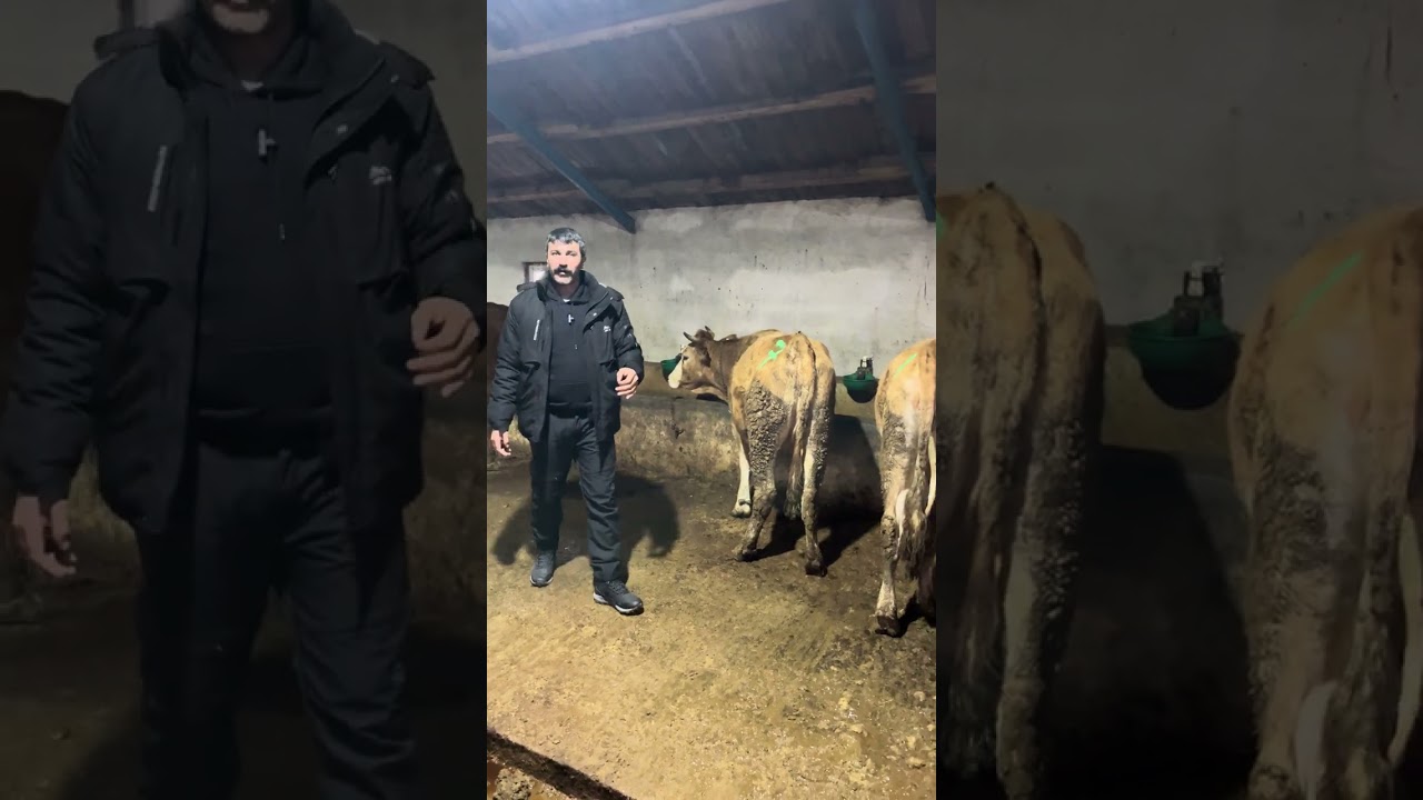 12 ADET GEBE ÜNEK 6 /8 AYLIK YÜKLÜLER 
