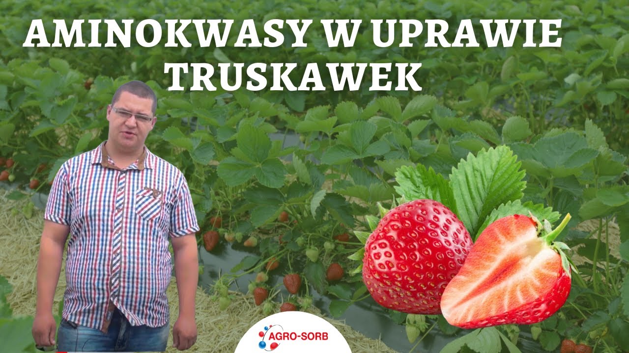 Aminokwasy w uprawie truskawek - AgroSorb Folium - PolskieAminokwasy.pl
