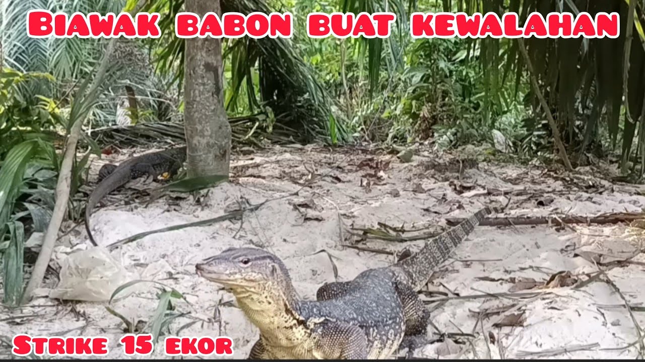 Biawak babon buat kewalahan @Candrasadewaa 