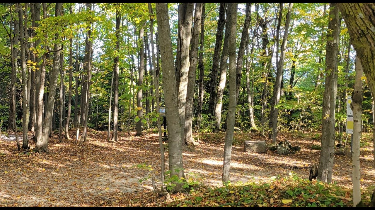 Osler Bluff Bruce Trail Niagara Escarpment Ontario Canada V2#brucetrail #nature #hiking 