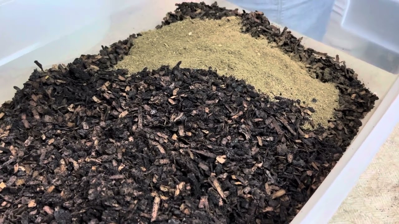 Prepping Breeder Bins Using HOT Pre-Compost