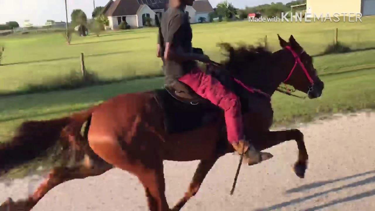 Charles Earl all the horses owned and trained, different horses are gonna teach you different things