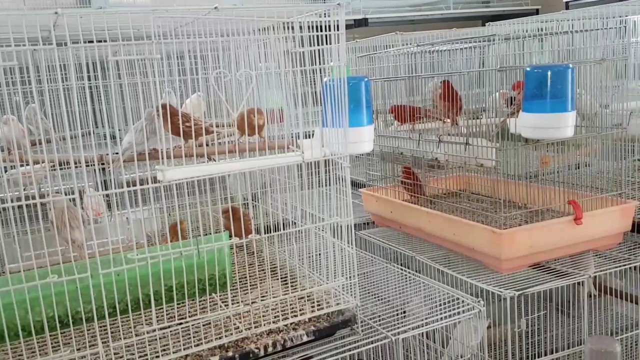 طريقتي في تجهيز طيور الكناري قبل موسم التزاوج