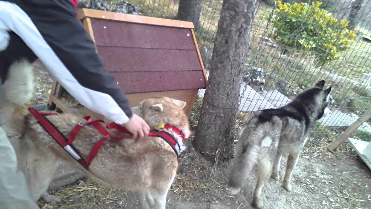 Bien mettre un harnais pour chien?