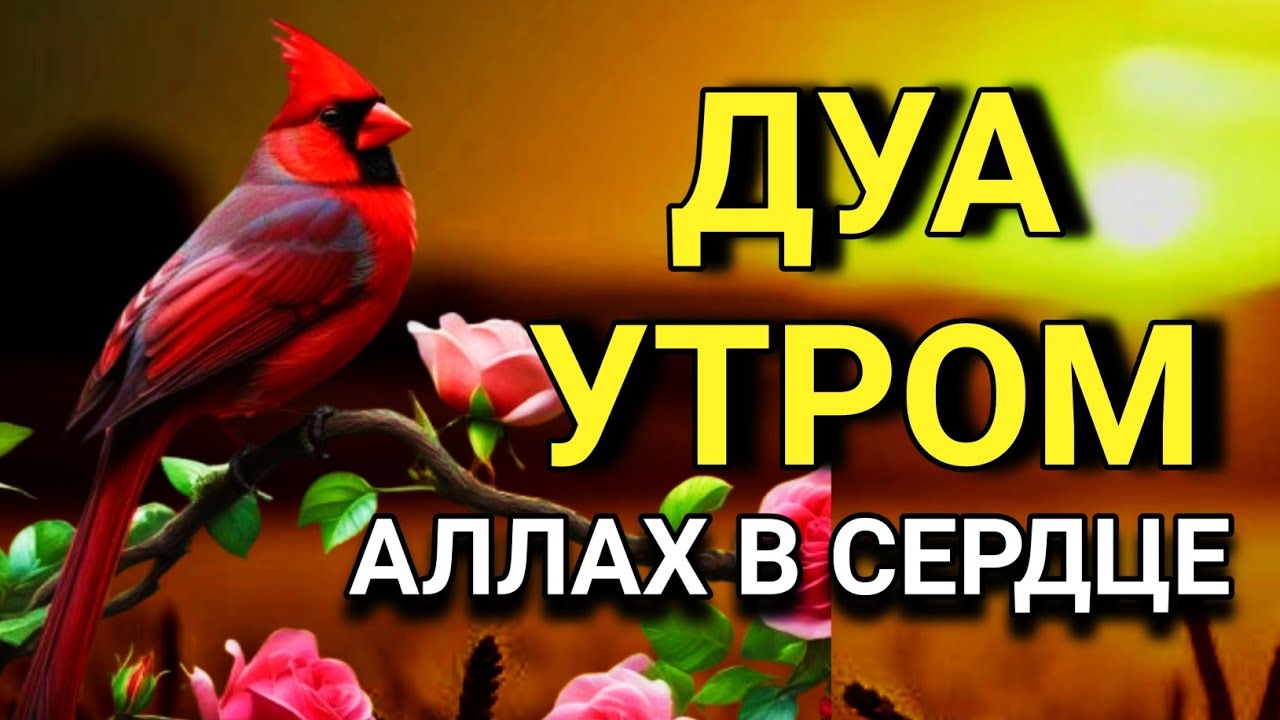 ДУА УТРОМ САМЫЙ МОЩНЫЙ СТАРТ ДНЯ! 🤲🌹💯