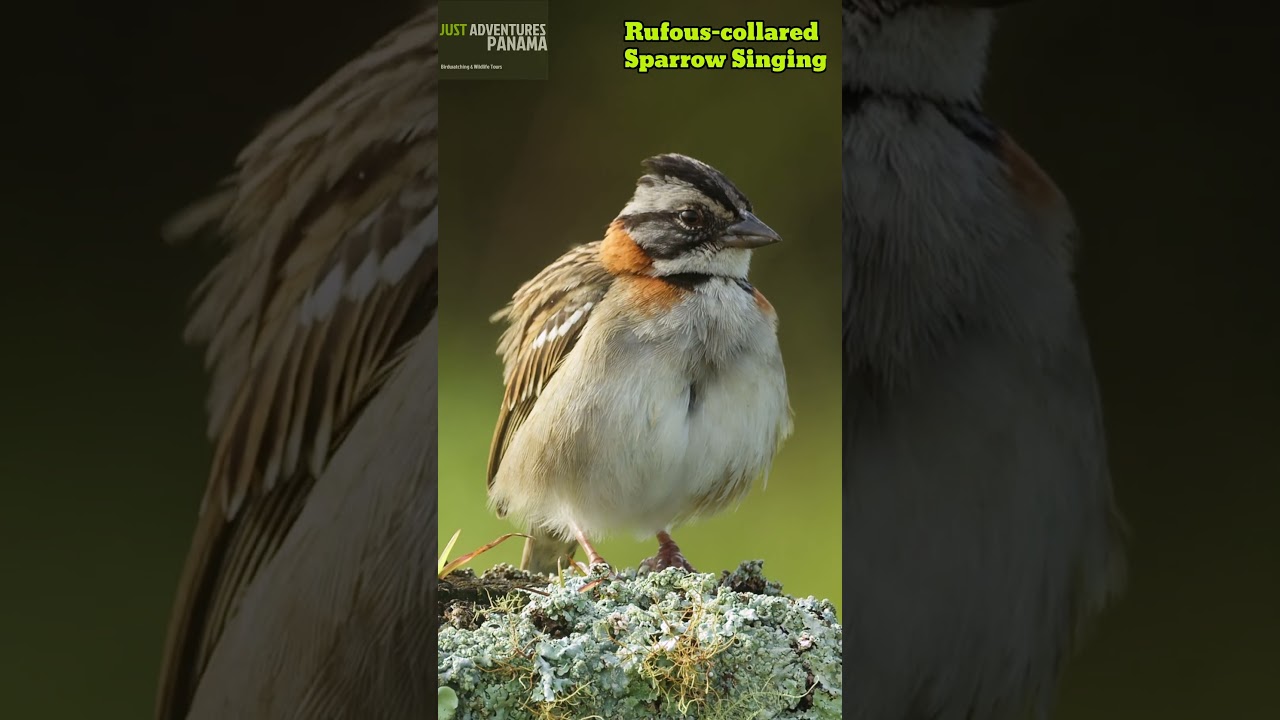 Peaceful Sparrow Song &ndash; Rufous-collared Sparrow Singing in the Wild #birdsounds #shorts