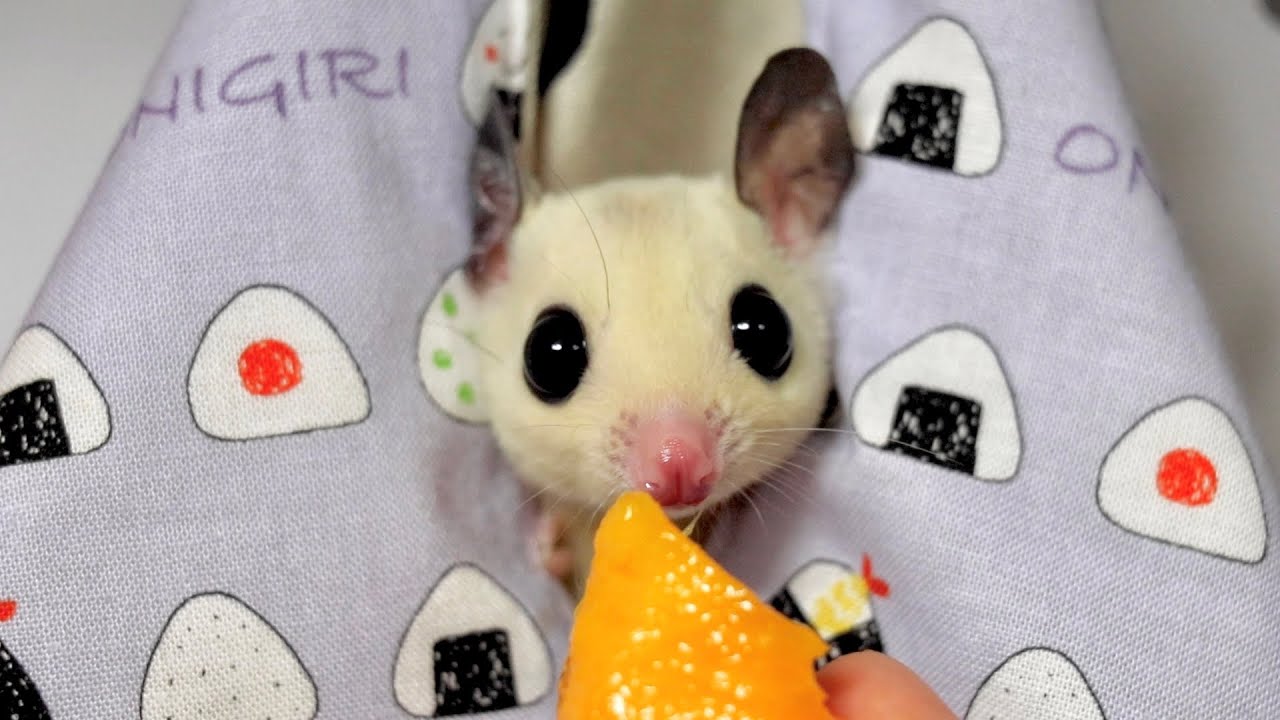 マンゴーを美味しそうに食べるモモンガ