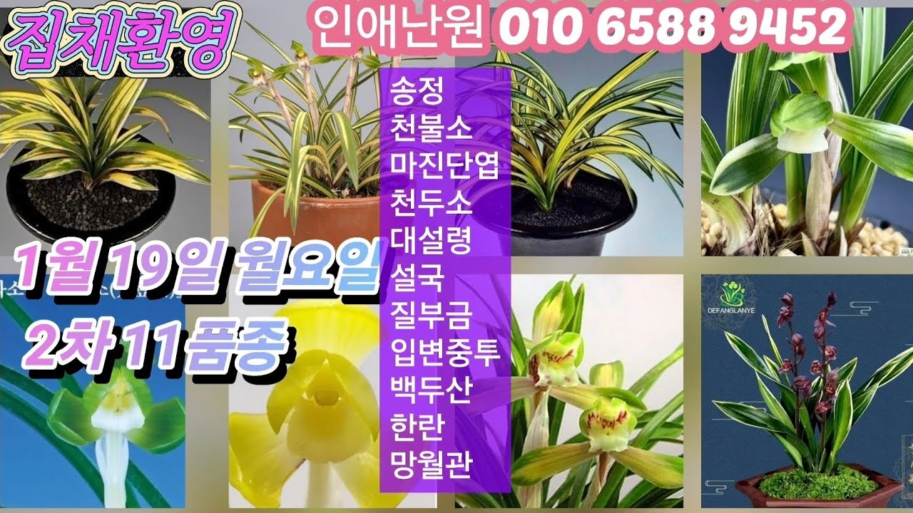 1월 19일 월/2차 송정 천불소 마진단엽 천두소 대설령 설국 질부금 입변중투 백두산 한란 망월관 11품종 판매합니다