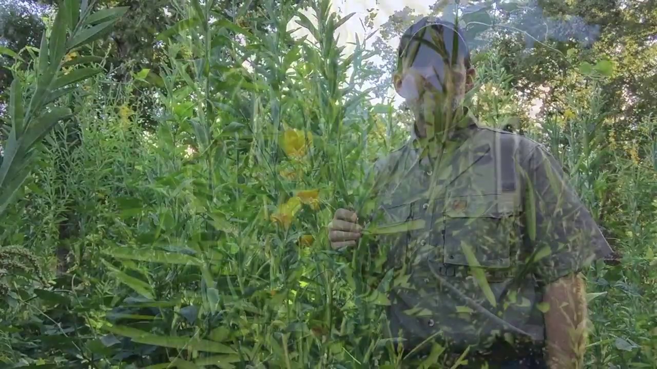 Sunn Hemp for Deer Food Plots