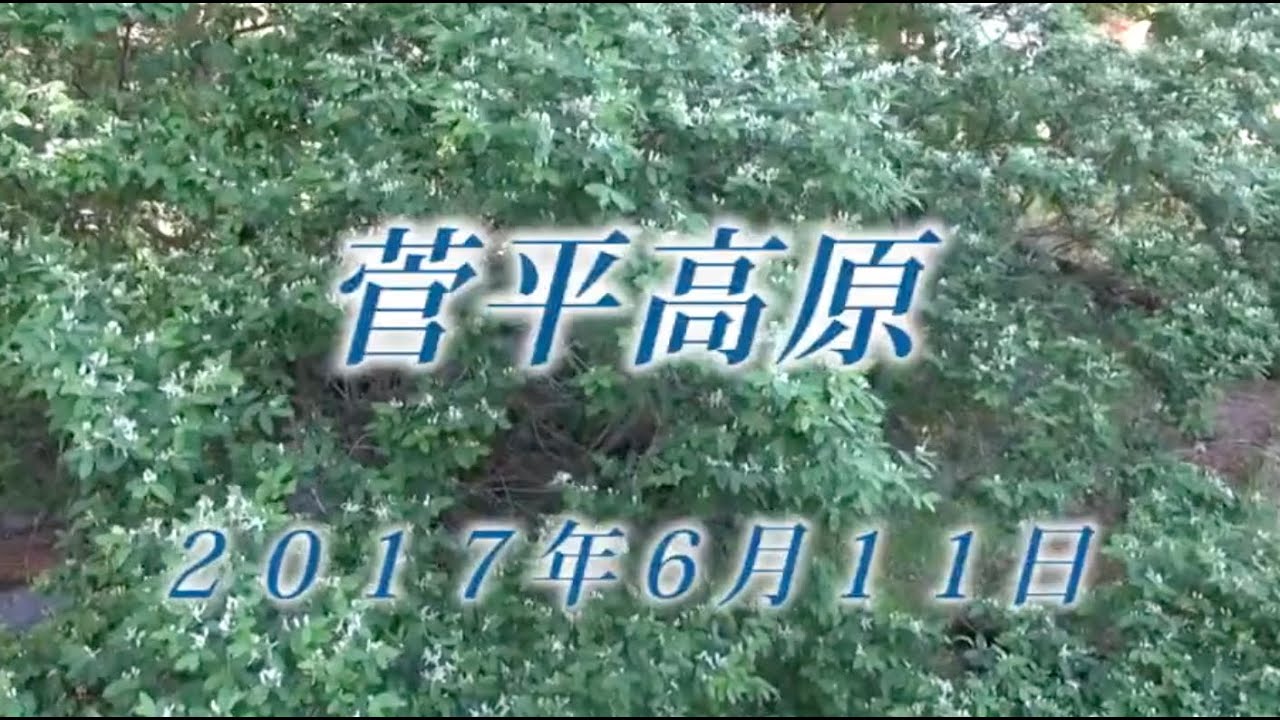 104 上信越 菅平高原6月 2017年6月11日 - 生物多様性体験保全センター 高山植物を主とした野生植物の映像集