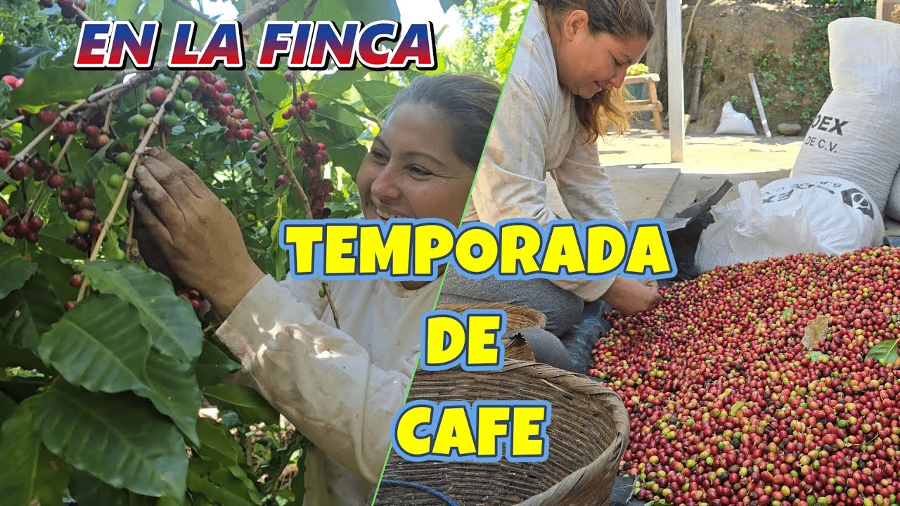 Soy CORTADORA DE CAFE por un día en El Salvador. ¡¡Así se gana el dinero en mi país!! 🇸🇻☕️💲