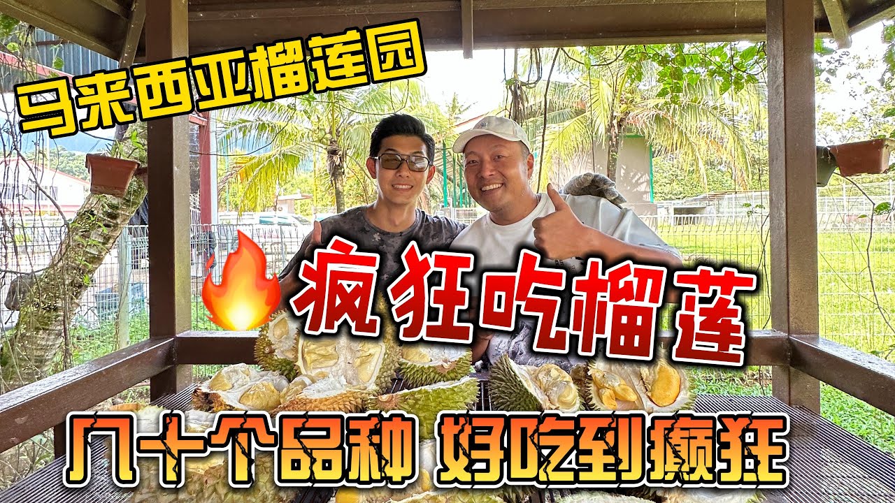 马来西亚榴莲园，疯狂吃榴莲，几十个品种好吃到不想离开