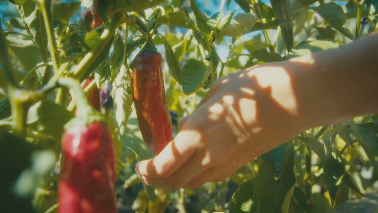 Hot Peppers: Varieties, Heat Levels, and Growing Tips